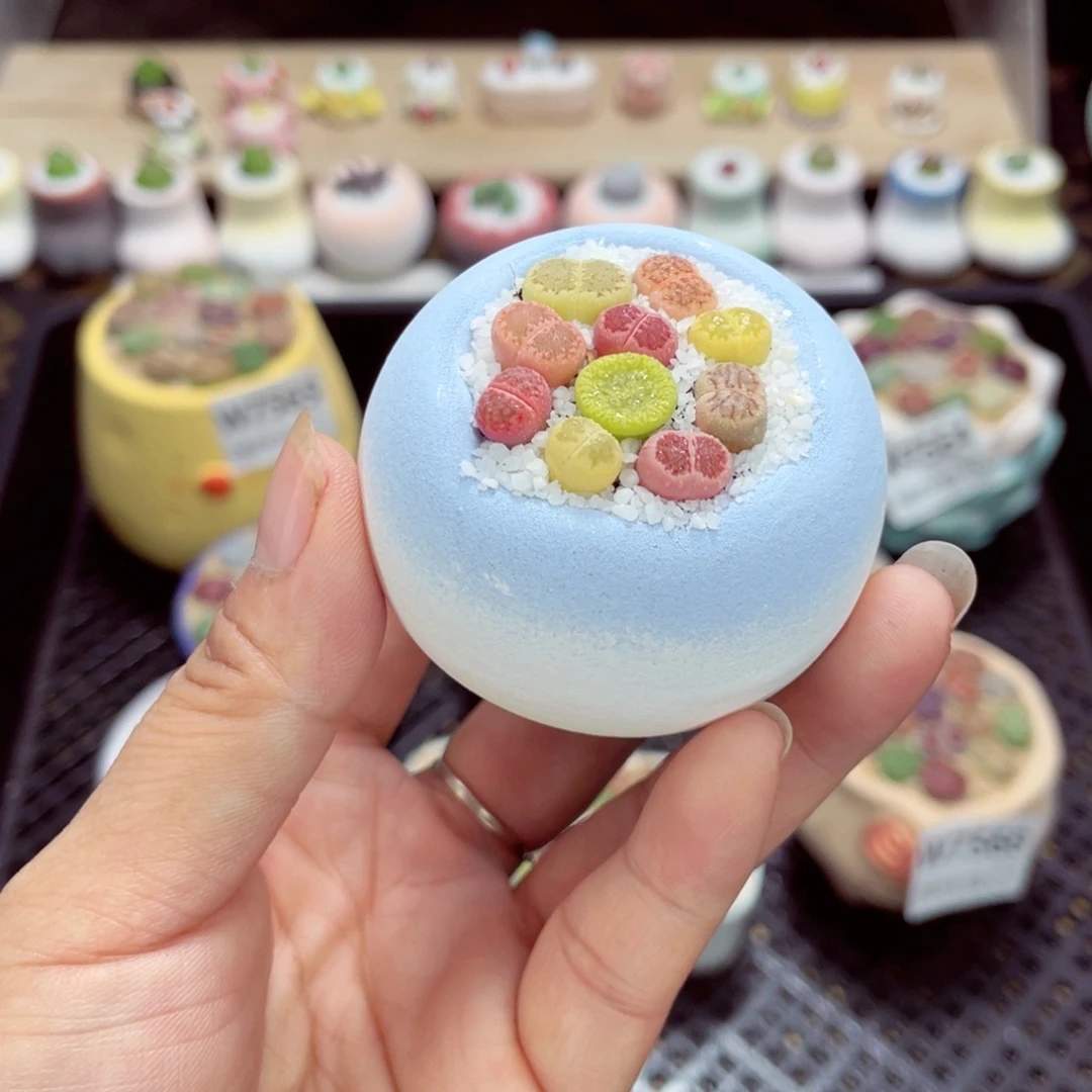 w7566 开播福利 带盆土发货一物一拍