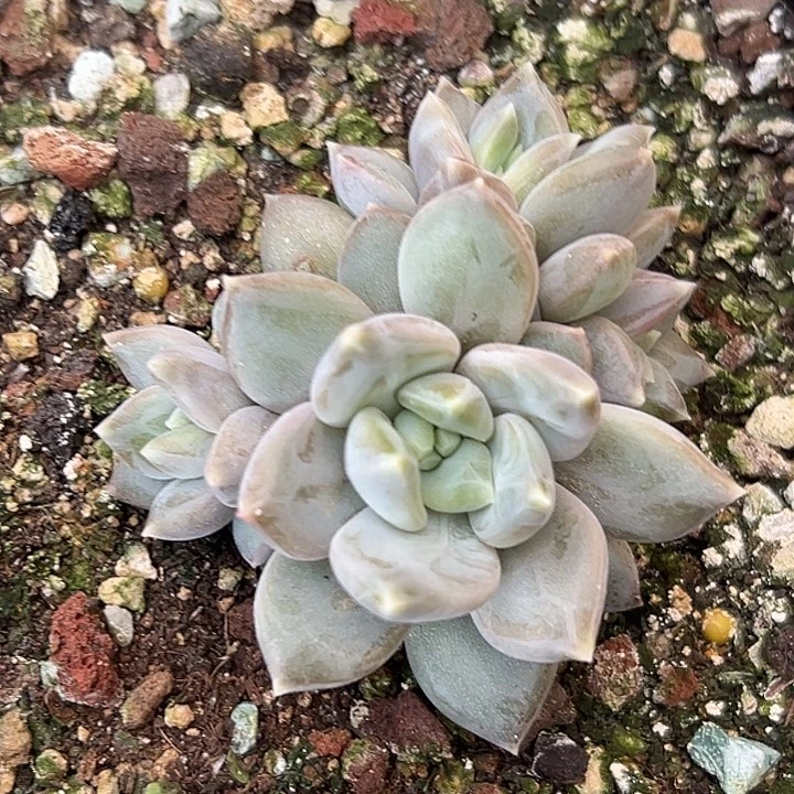 邀月美人特价一物一拍