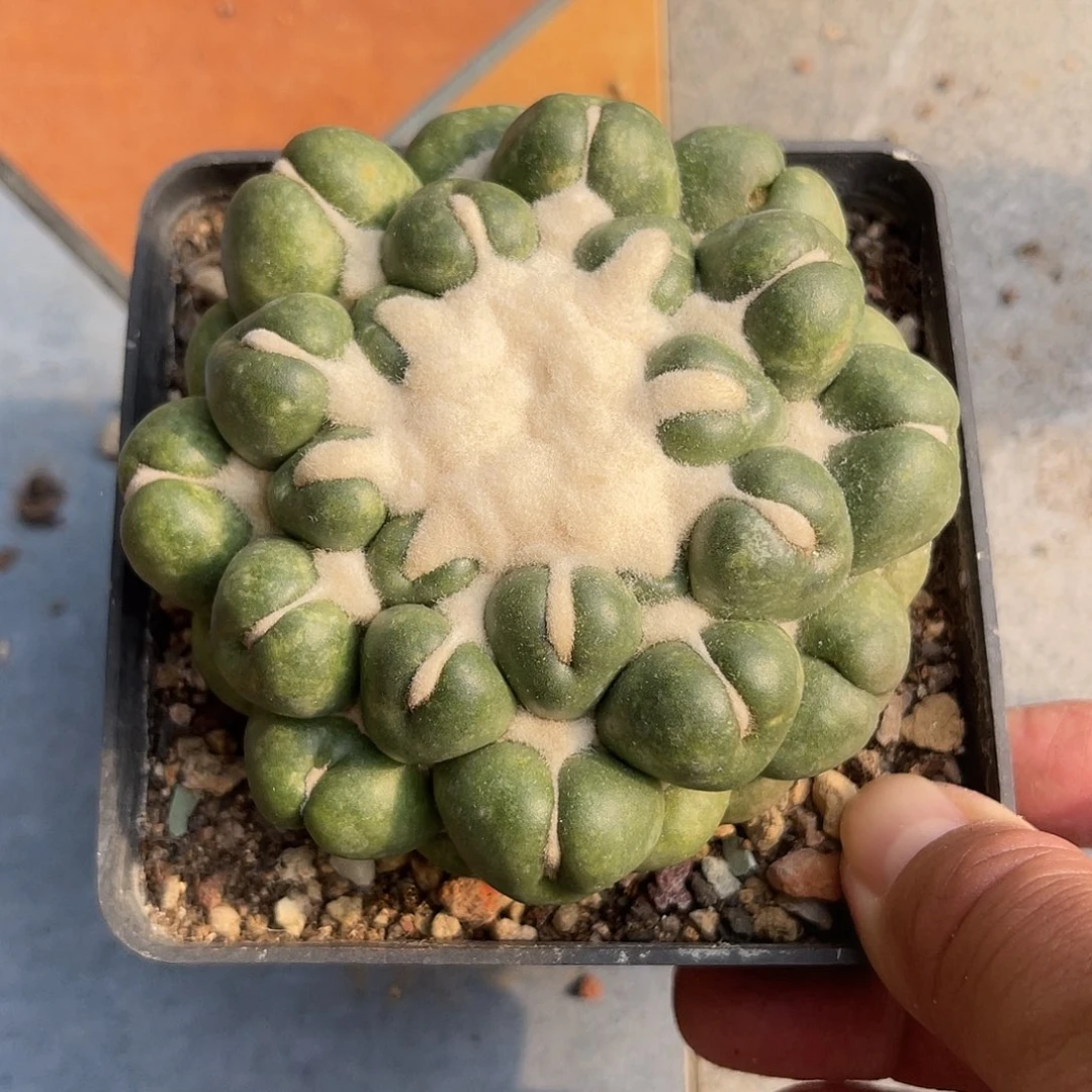 无刺象牙一物一拍