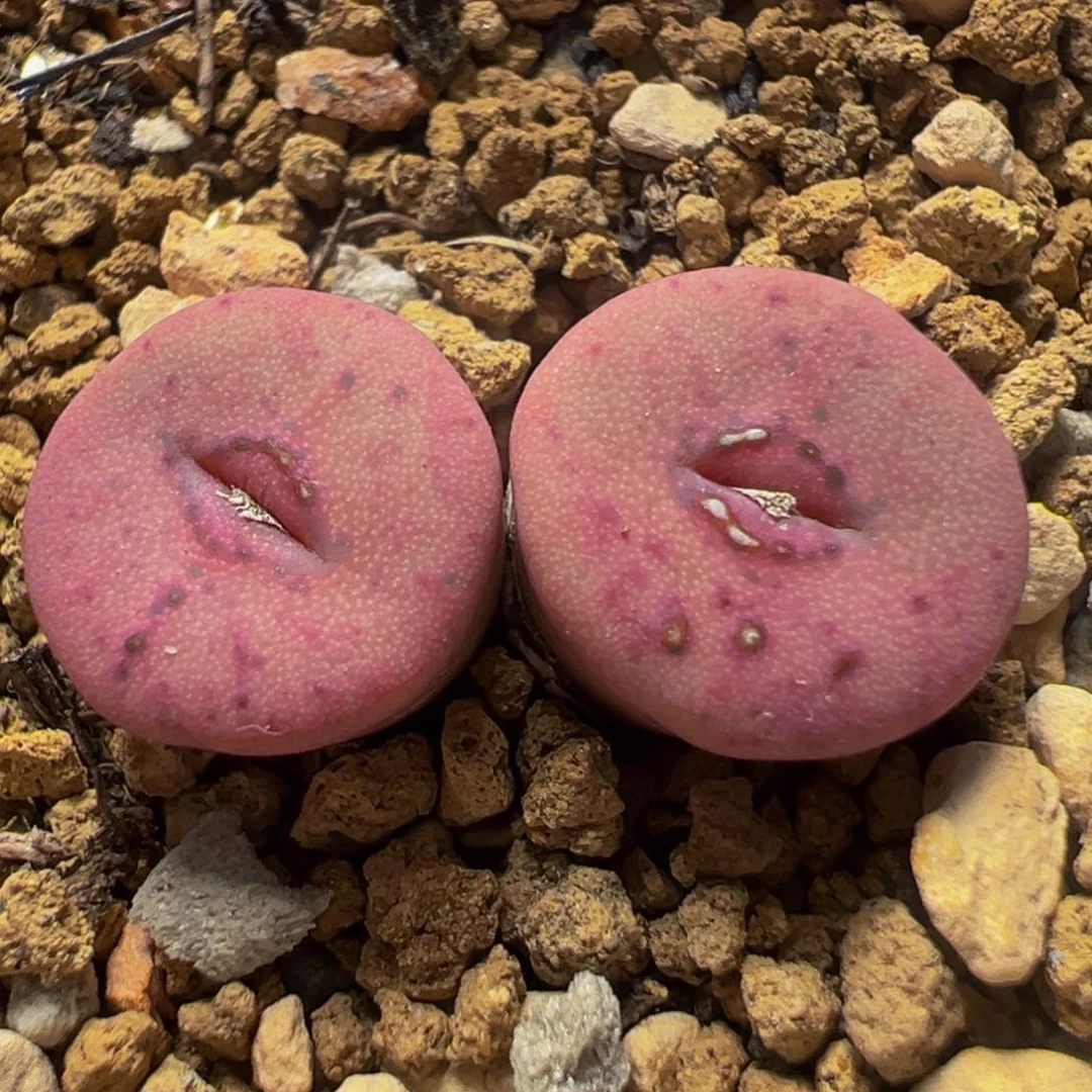 金币纽扣群多肉植物百科