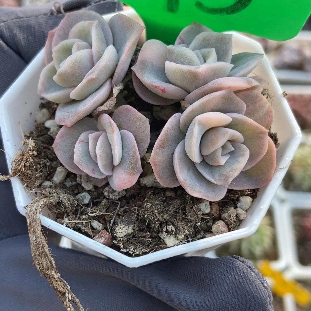 1675可爱玫瑰锦多肉