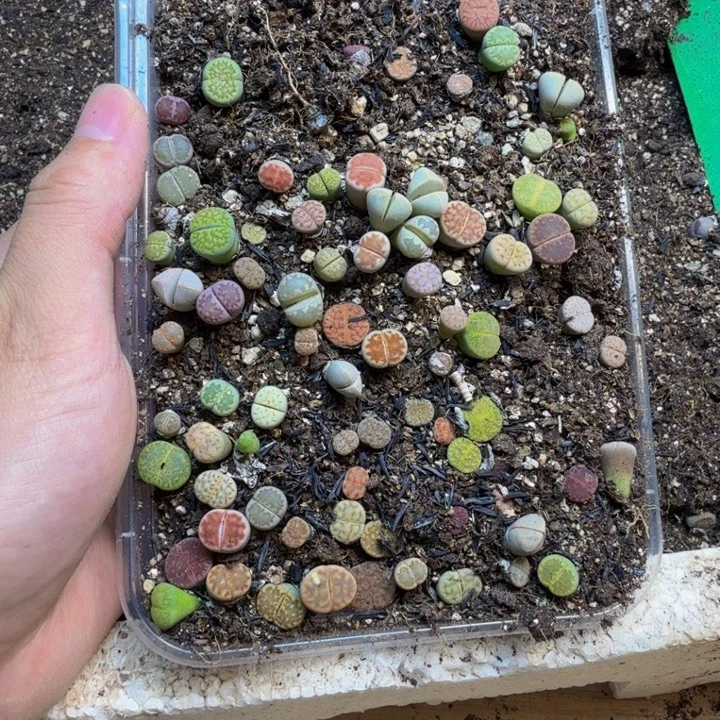李***静多肉植物的生长发育94