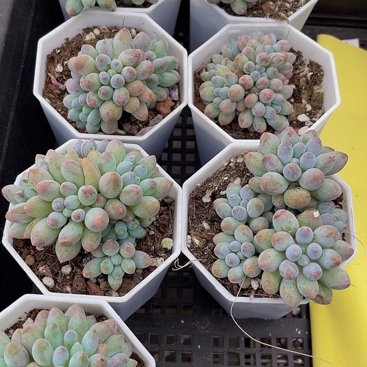 婴儿手指群带盆土发货