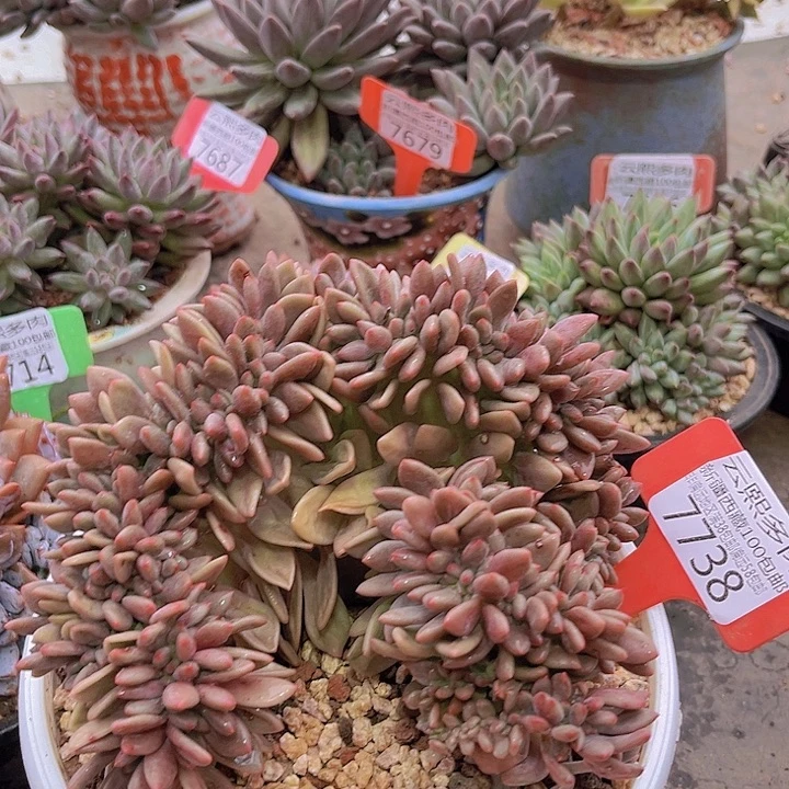 7738桃花源缀。