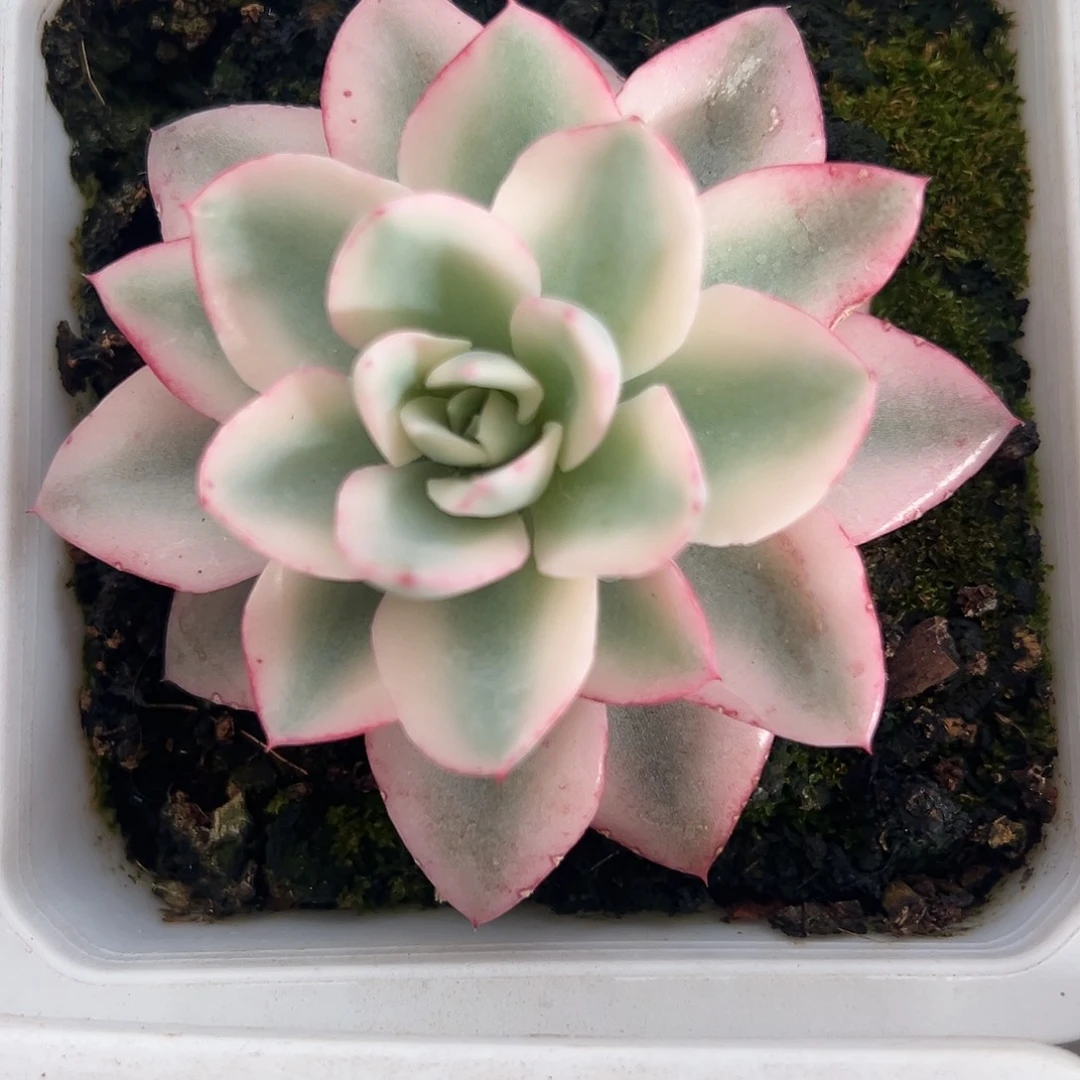 奶油黄桃宽锦多肉