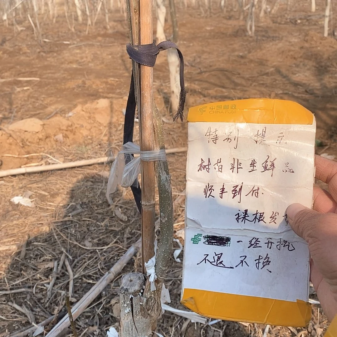 文玩核桃把件那***办蛤蟆