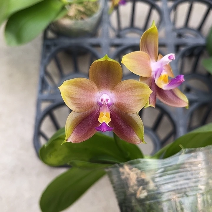 大部分开放少量花苞反射龙交爪哇福利