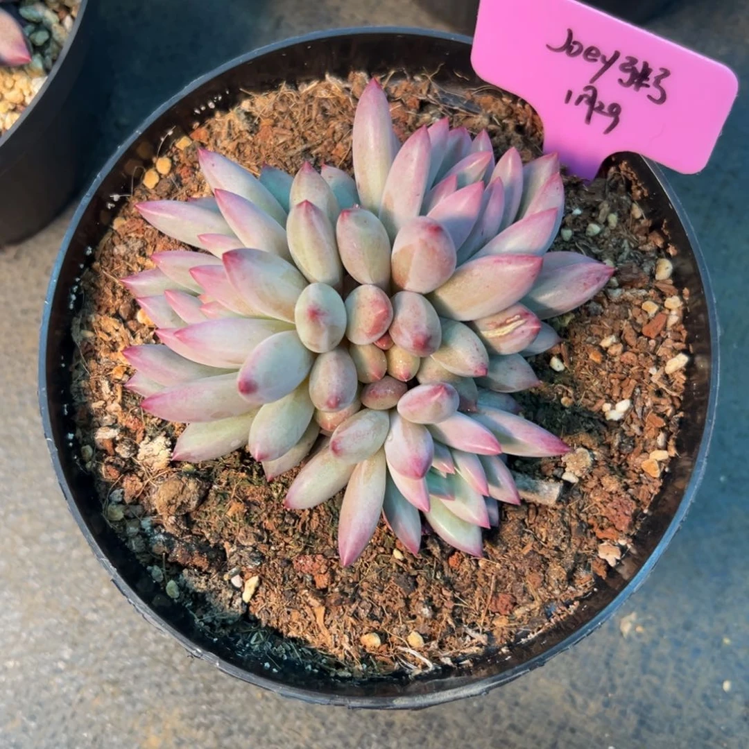 一物一拍，车厘子三头，粥