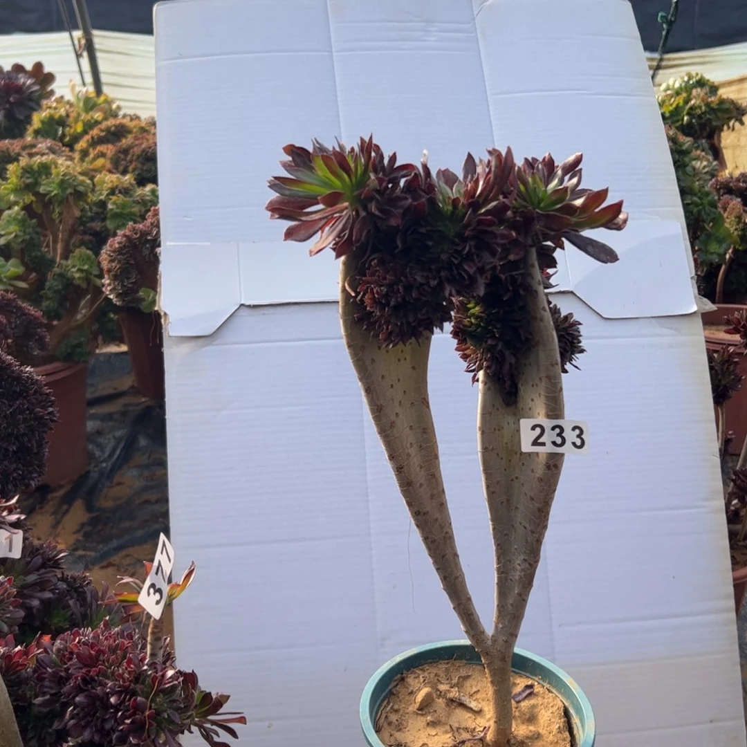 黑缀233啦啦啦啦啦