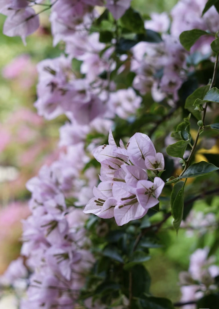 苹果花三角梅勤花品种好养易活原盆土发