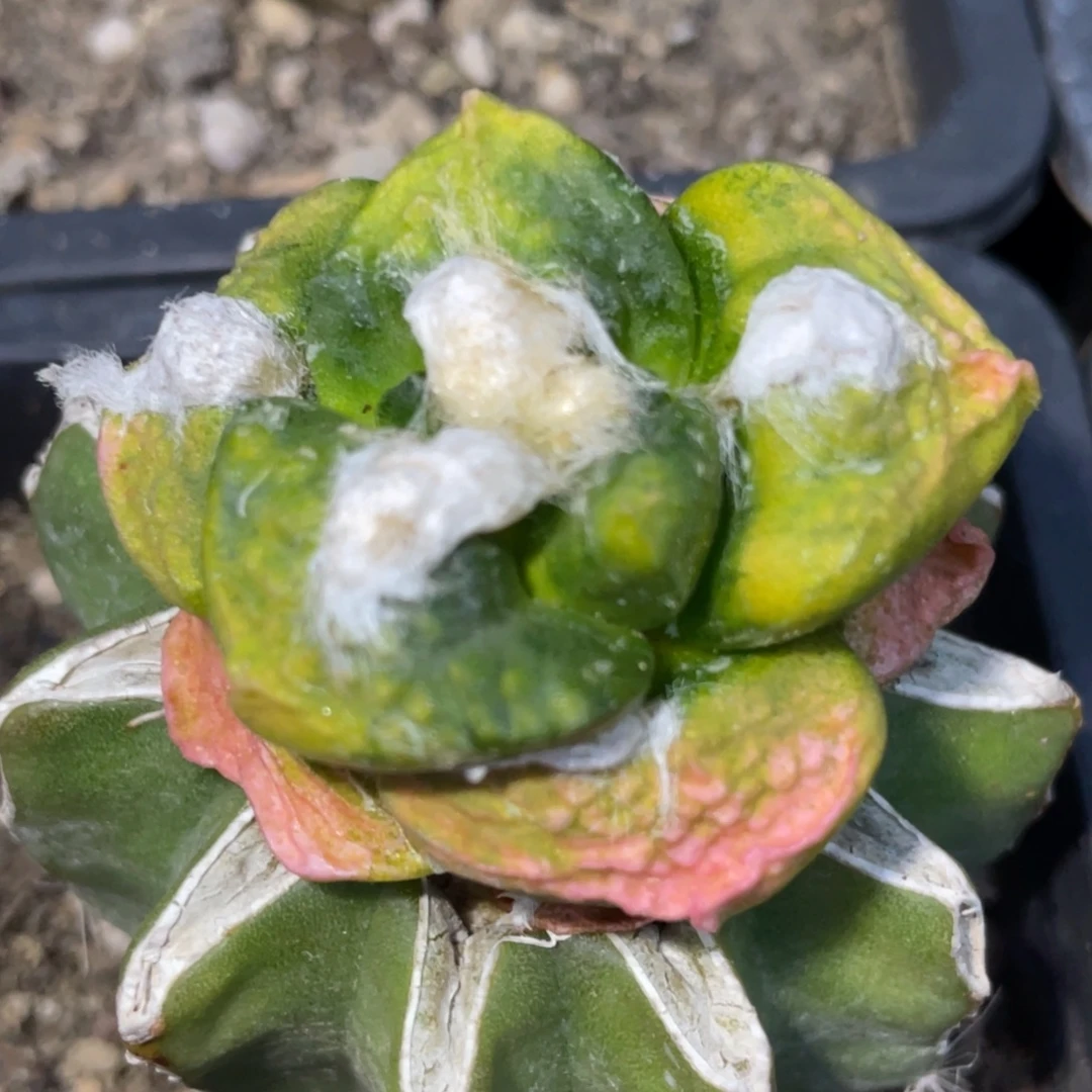 无花朵丸厚犹连山牡丹锦063