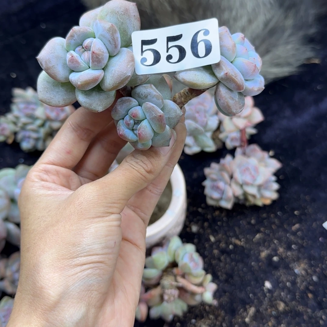星影4头无根一物一拍556
