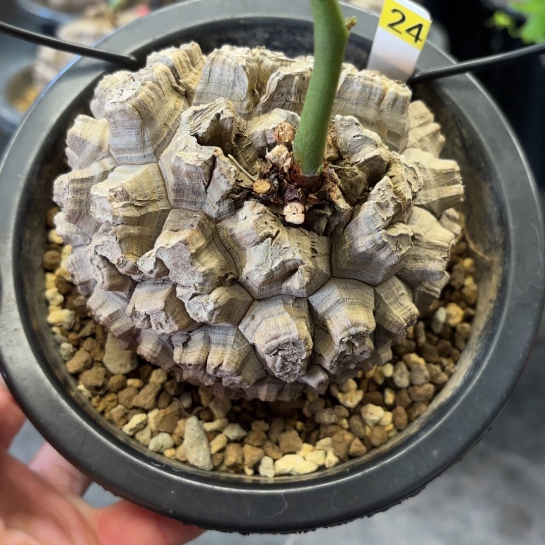 24号日系龟甲龙不退不换