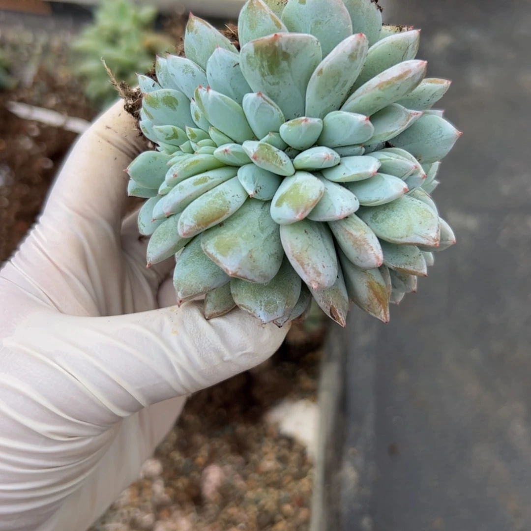 @*爱嫦娥缀化多肉植物