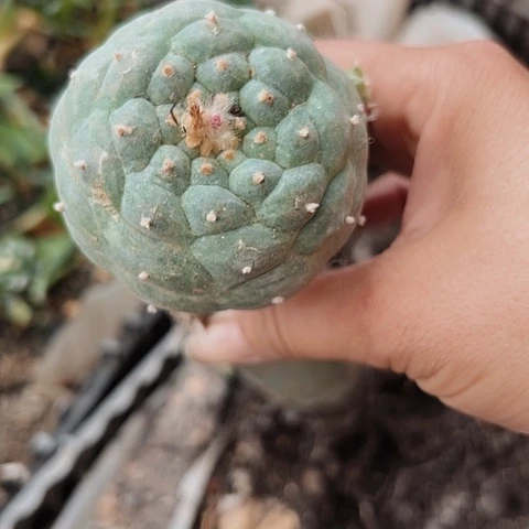 889清棚特价出售哦