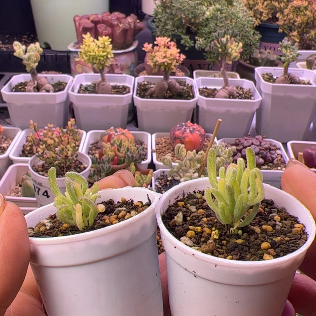 艾***麻多肉植物枝干不知名