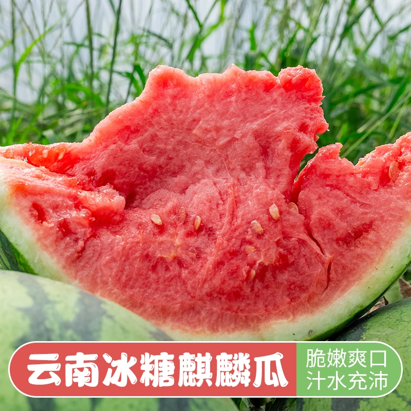 云南西双版纳 冰糖麒麟西瓜 脆甜可口多汁 新鲜现摘