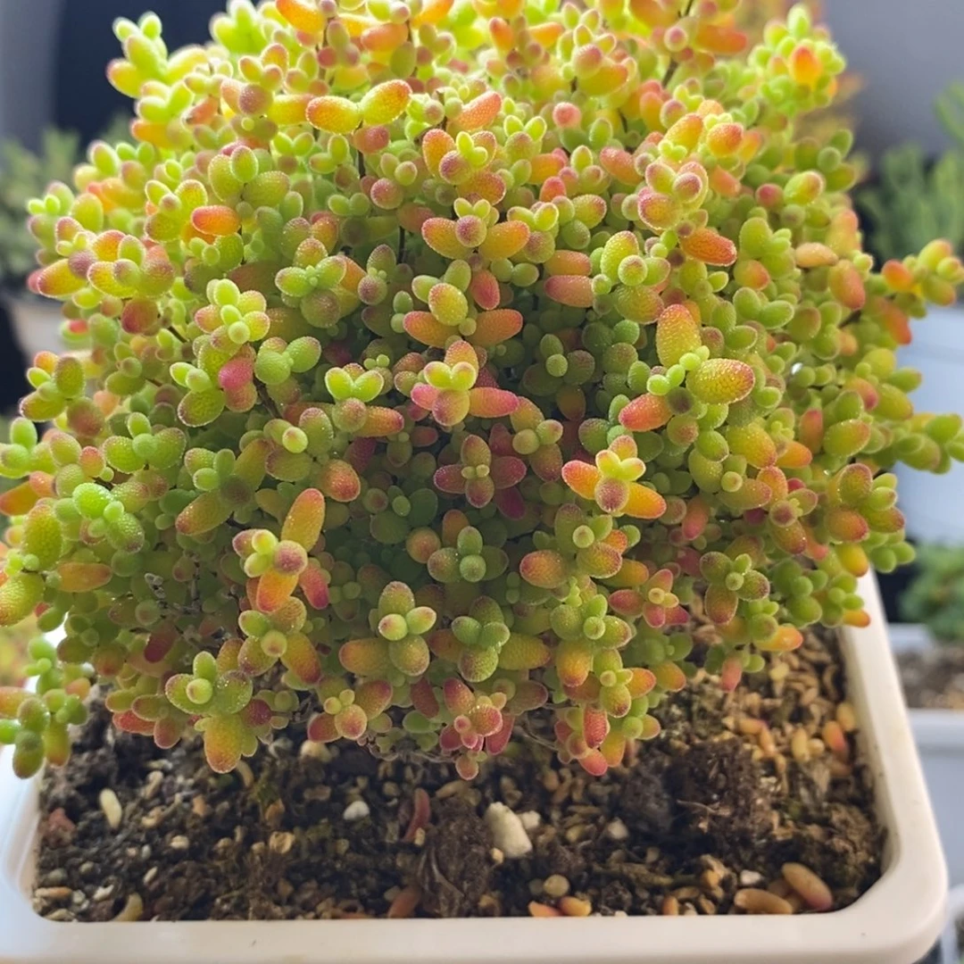 完全开放24号下播福利大蜜橘