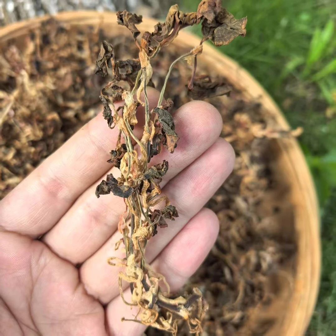 《蘭天加杰》云南中越边境大山林下 金线莲 煲汤 泡茶喝 煮水