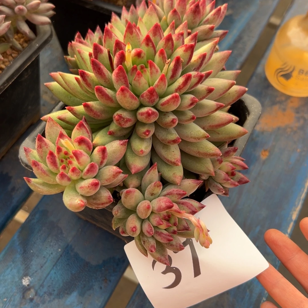 无***夏37、表现不错彼此彼此吃不女