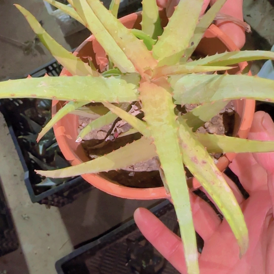 喆***東块根植物块根植物块根