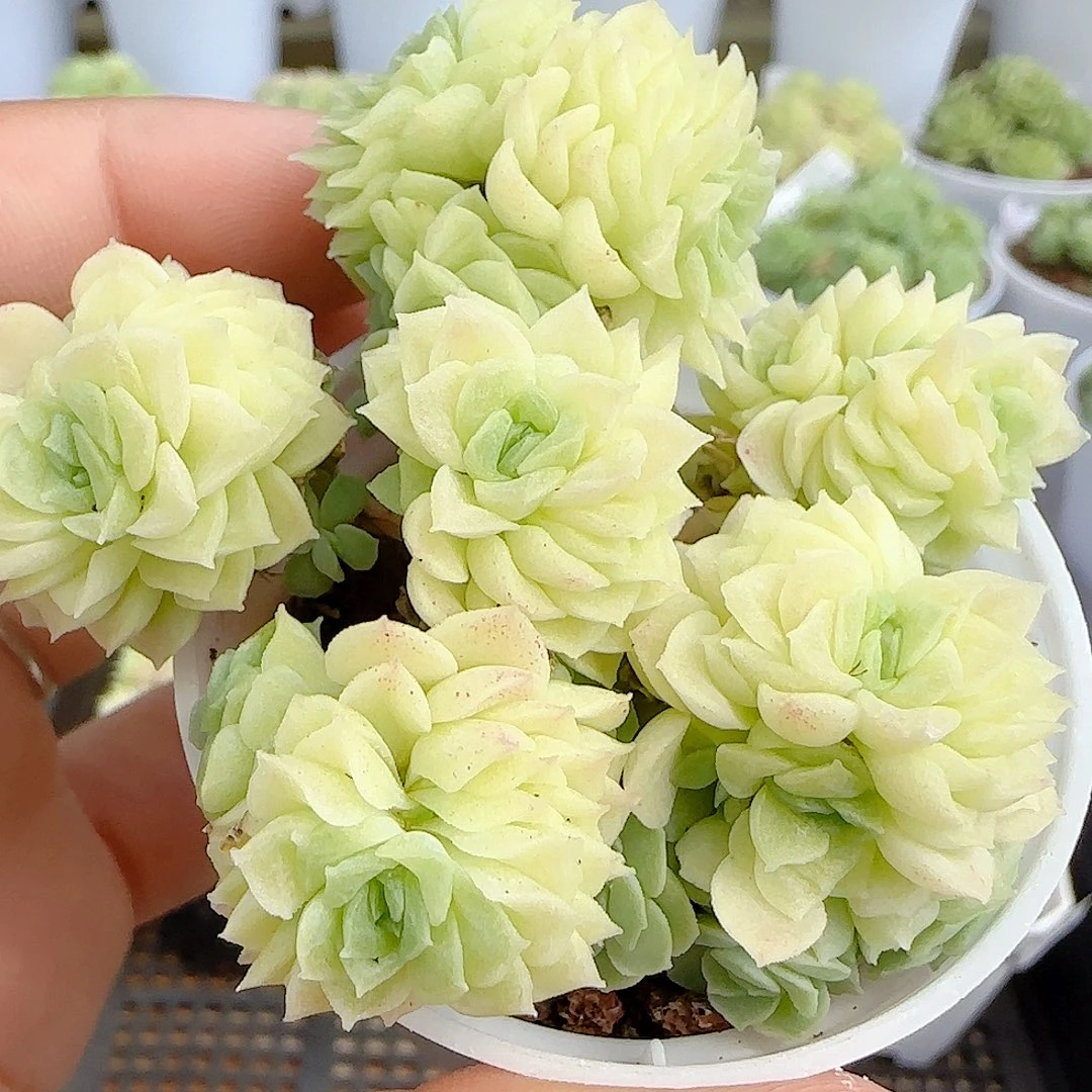 【闪购商品】0924-96珠光麦杆