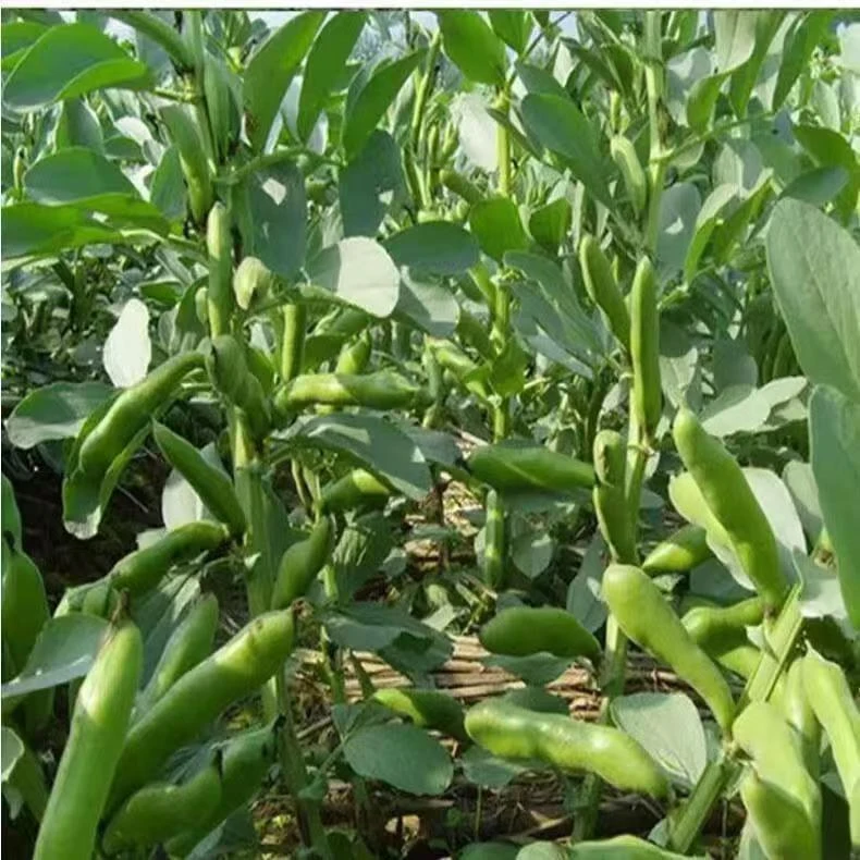 云南楚雄双柏种植现摘生蚕豆    新鲜带壳蚕豆  胡豆  罗汉豆 4斤