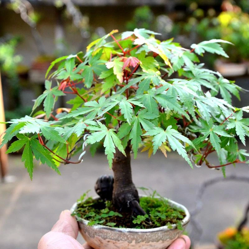 枫树各种坨坨 矮霸 怪桩盆景素材【一物一拍】