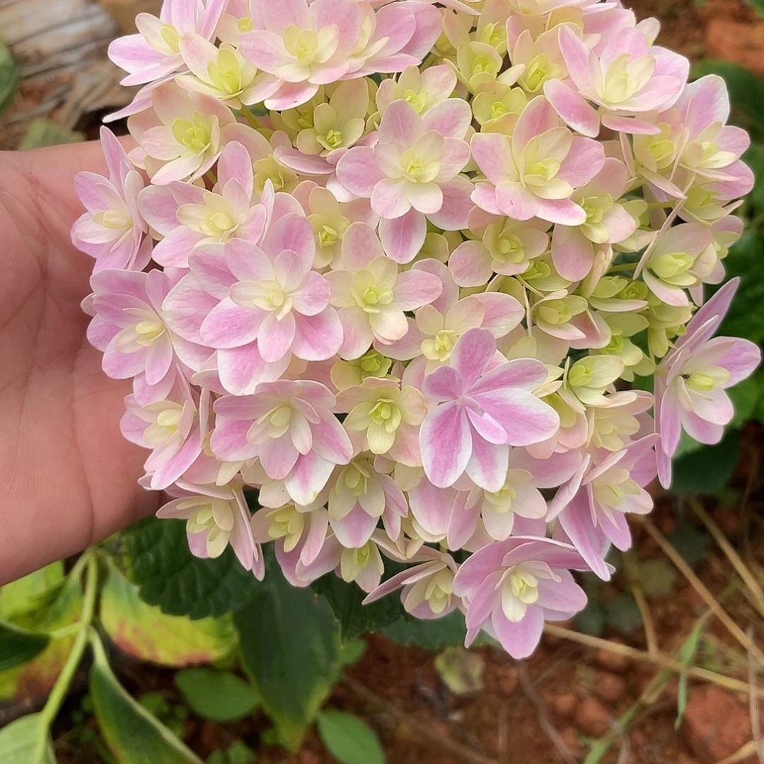 绣球切花一物一拍3枝起包邮，68
