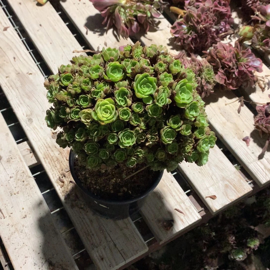 万圣节朵朵万圣节朵朵万圣