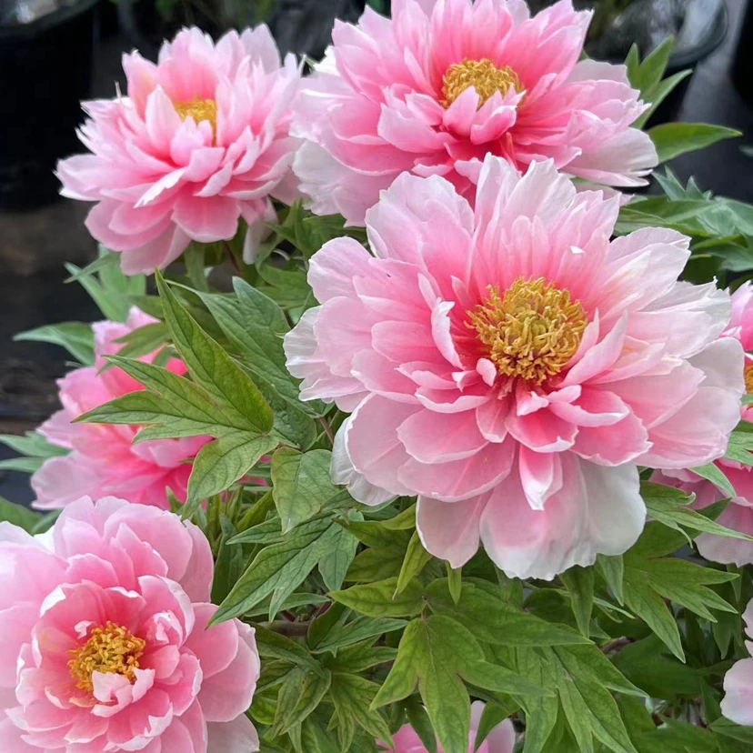 【八仟代椿】6加仑大盆— 6年苗以上（粉色）进口品种盆栽牡丹