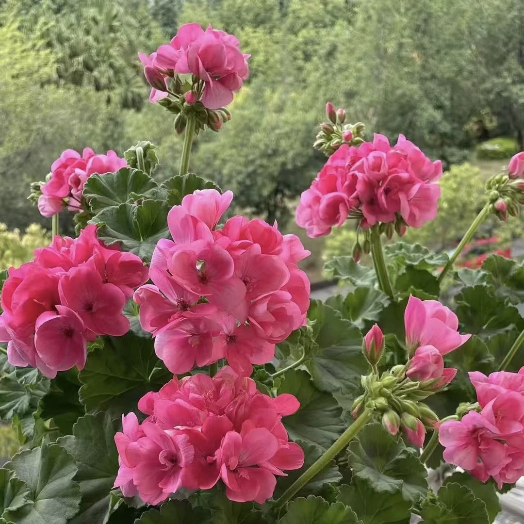 大花粉天竺葵带花苞四季花卉多层花瓣阳台桌面好养易活