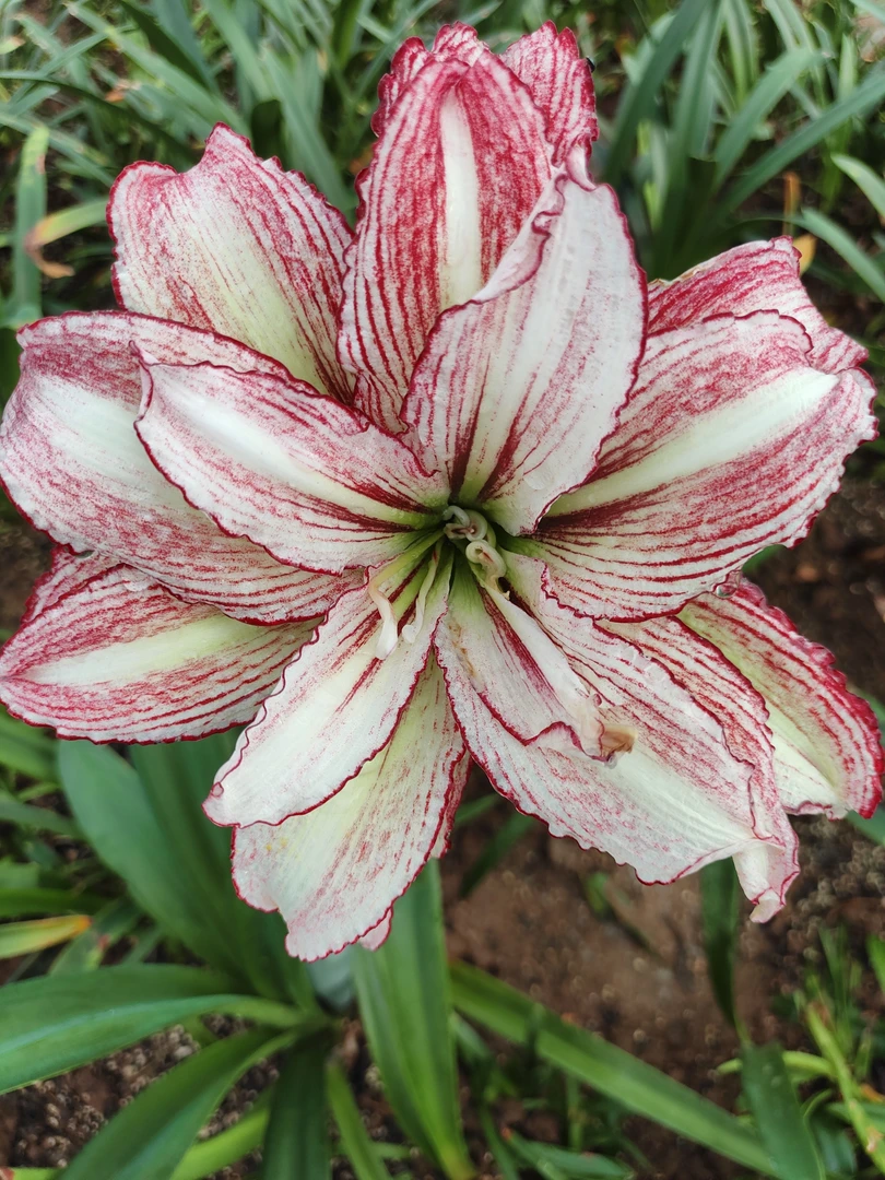 【安吉拉】朱顶红裸根自然球伊莲娜