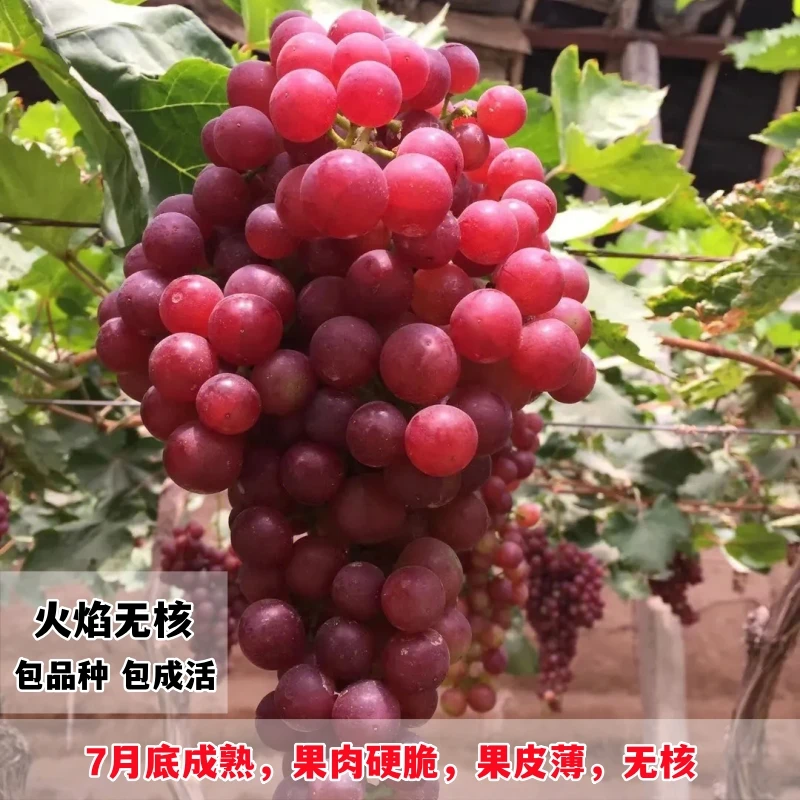 葡萄新品种 弗雷无核葡萄苗 火焰无核 南方北方种植 葡萄树苗