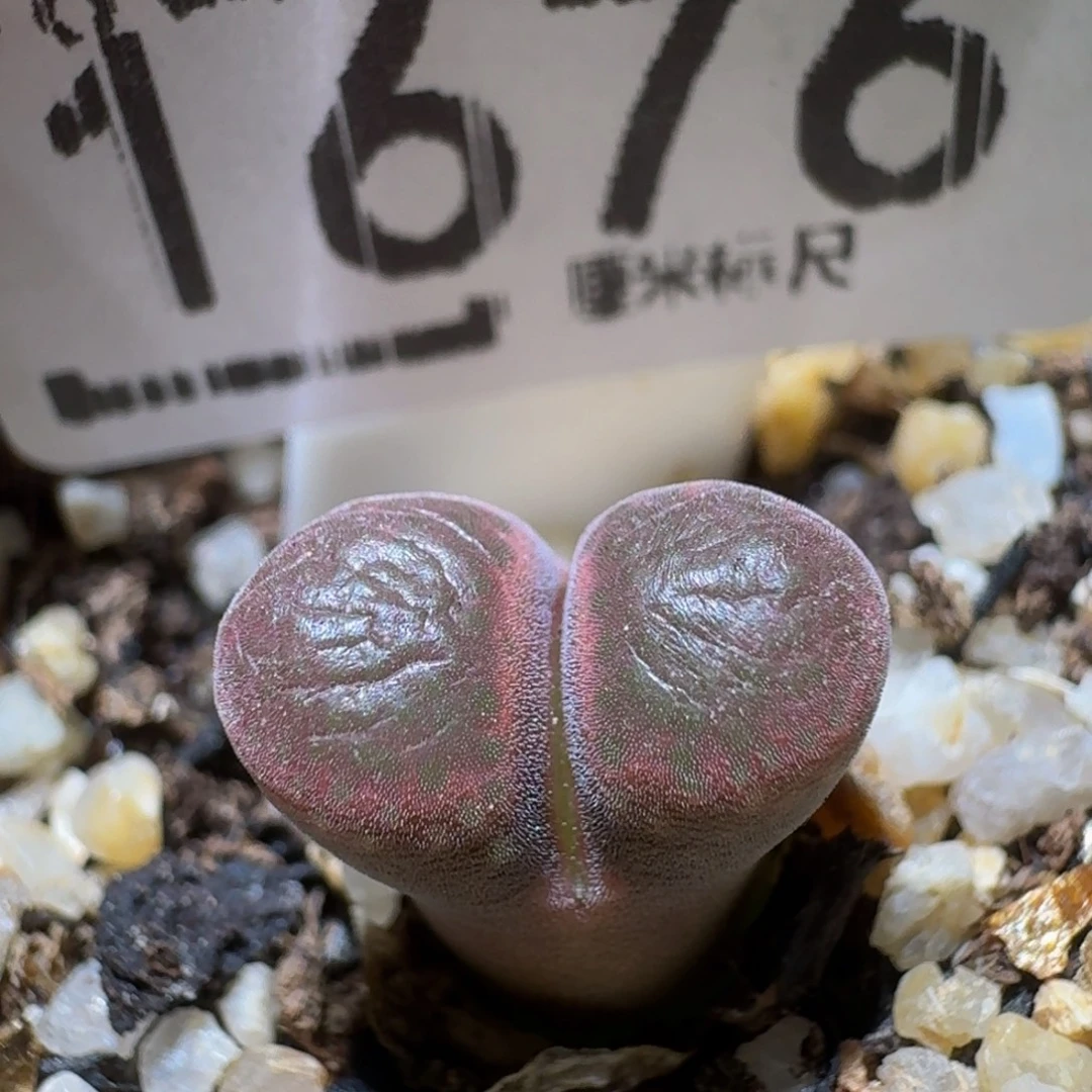 Ssss精品生石花1676