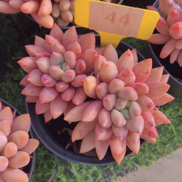 健健康康平平安安