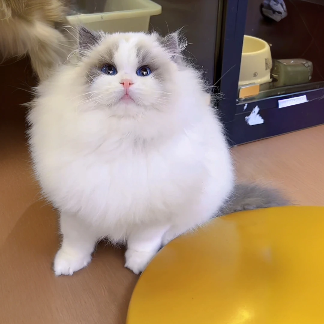 毛绒绒--完美蓝双布偶猫弟弟