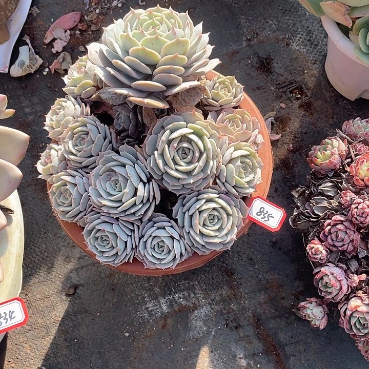 835粉蝶 一物一拍多肉