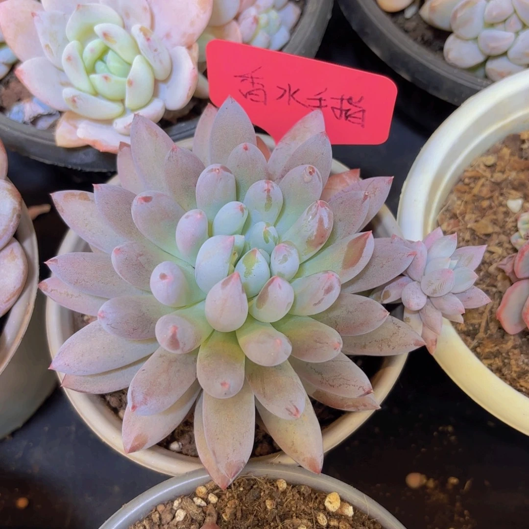 @***言云南金致家精品多肉