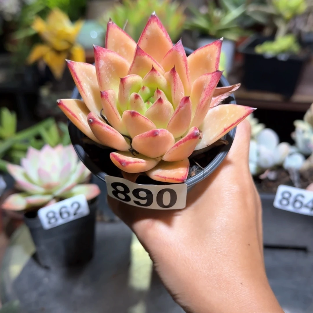 890号 一物一拍 一物一拍