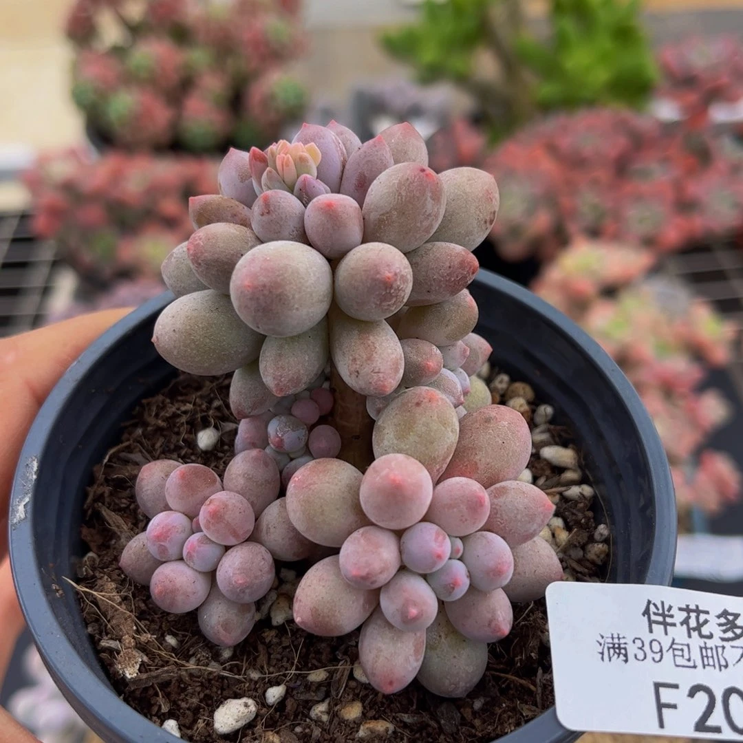 209-香水手指奶酪多肉6cm