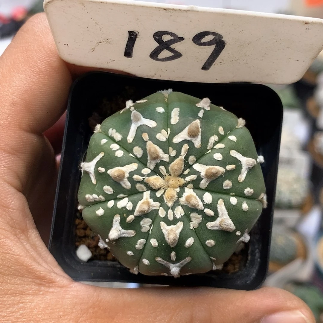 189福利觉特价来了我就放心