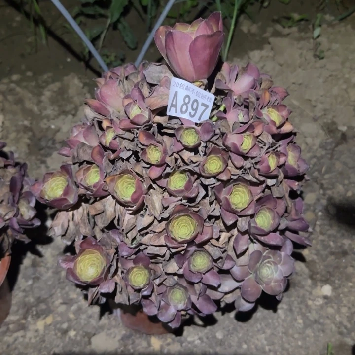 魅金玫瑰。不包断枝……多肉植物