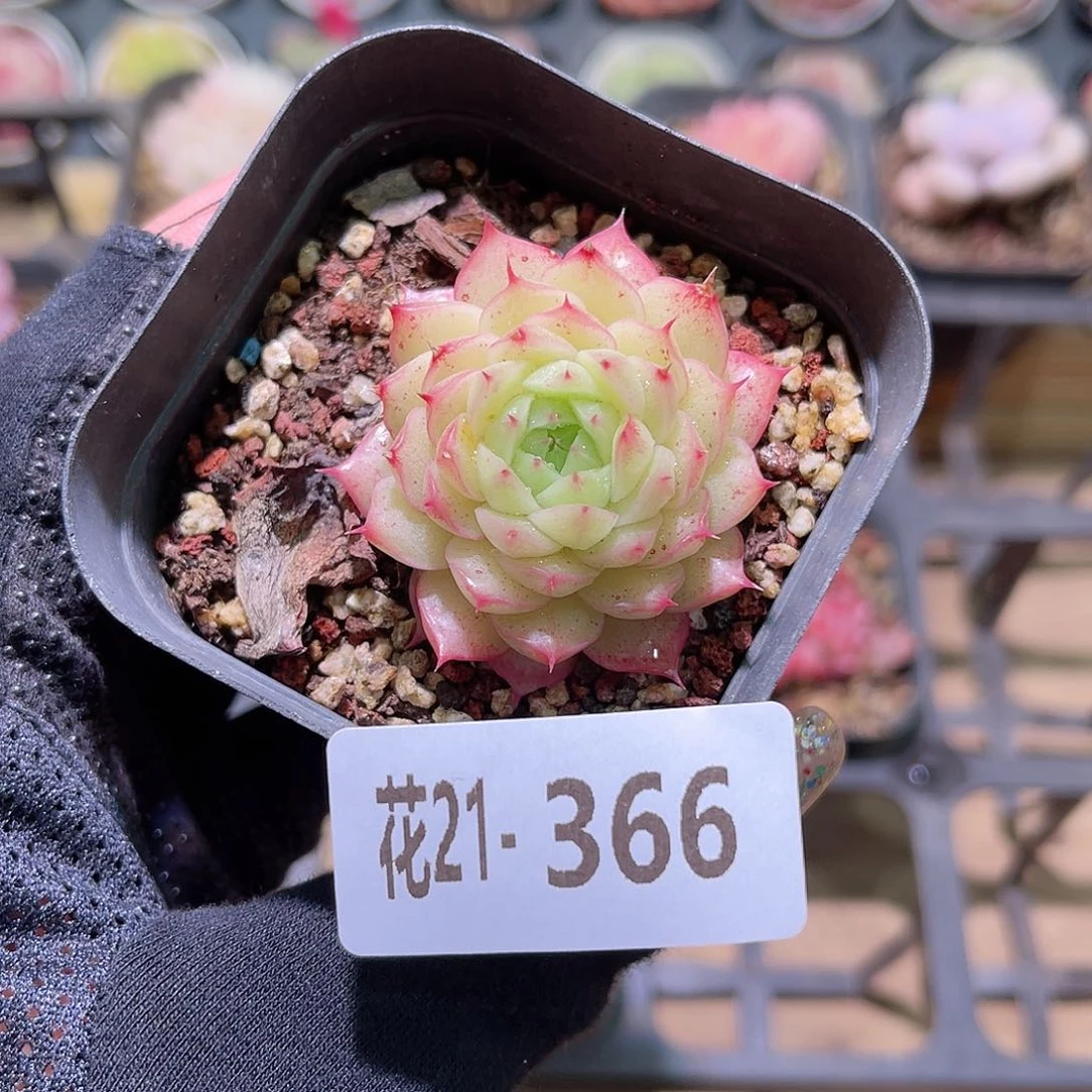 花利美21-366麦秆