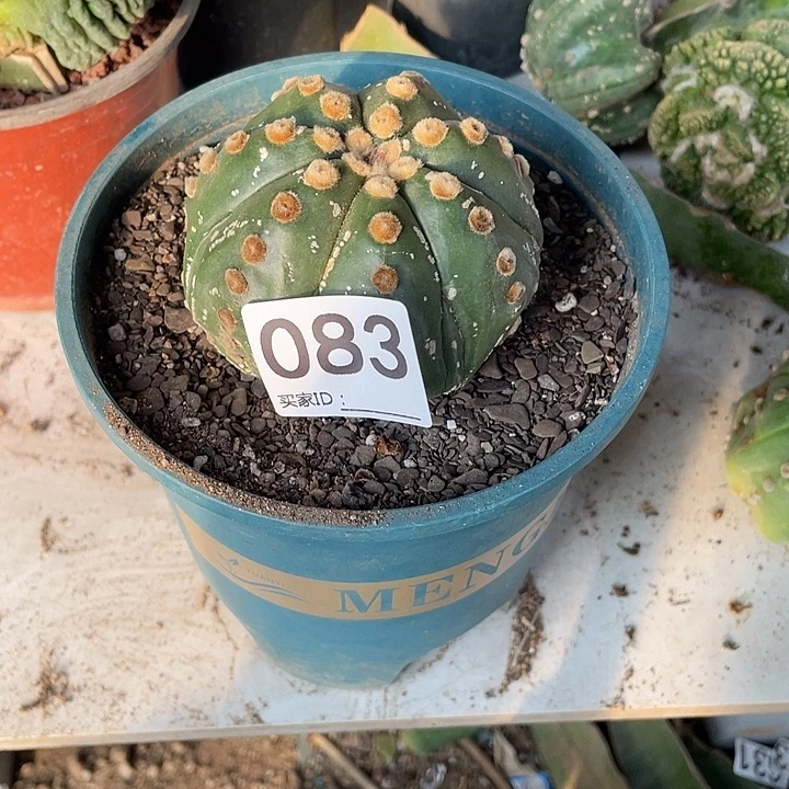 西安人球都紧83号