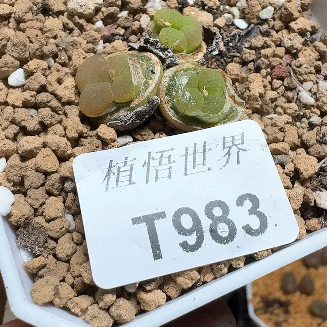 983盒多肉植物哇f f