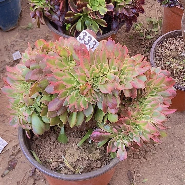 333香妃缀化老板子法师缀