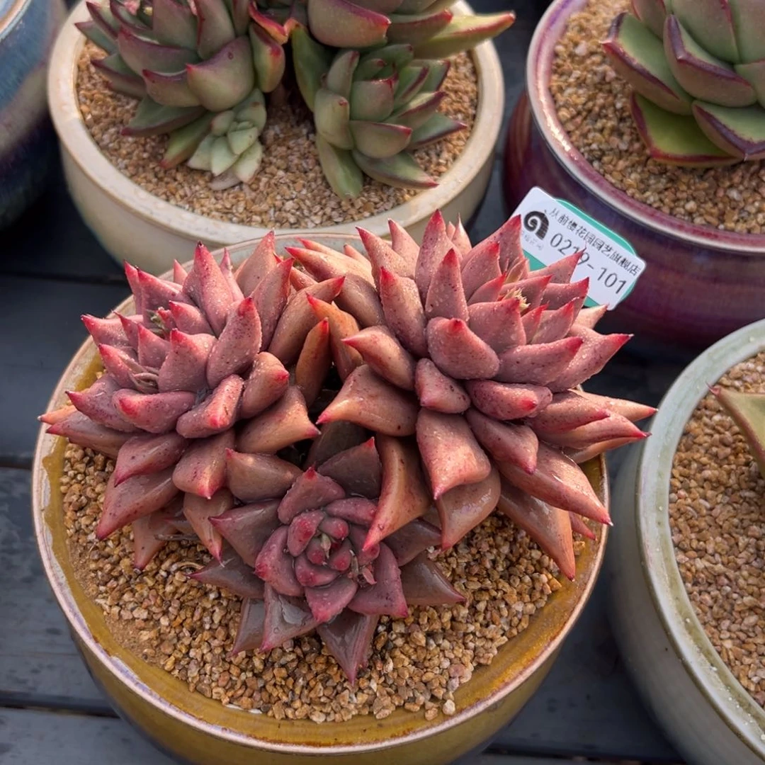 多肉一物一拍0219-101灵魂