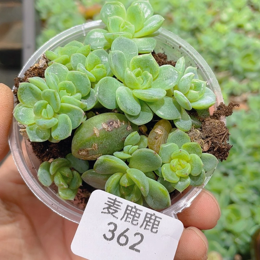 362。 甜心阳同款。