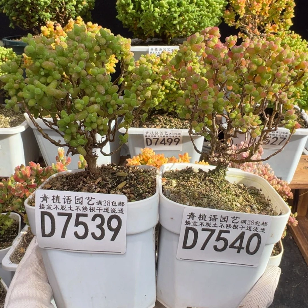 D7539 D7540金桔小老桩